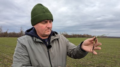 Сергій Якимець показує пророслу озиму пшеницю Сергій Якимець показує пророслу озиму пшеницю