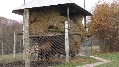 Поступово будемо відгодовувати. У Галицькому парку поселили трьох бізонів, які голодували Поступово будемо відгодовувати. У Галицькому парку поселили трьох бізонів, які голодували