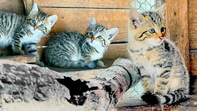 Лісові коти в Ізмаїлі