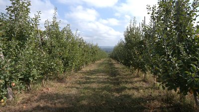 Сад фермера з Буковини Миколи Ілащука