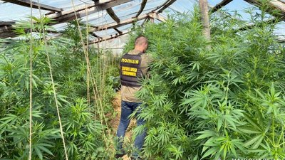 На Хмельниччині чоловік в теплицях вирощував коноплю, - поліція