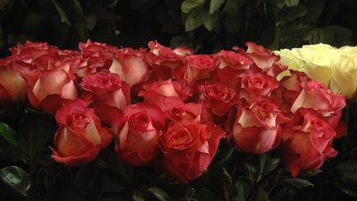 Ціни, квіти, скільки коштують, букет, День закоханих Ціни, квіти, скільки коштують, букет, День закоханих