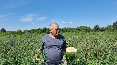 Чи варто чекати на здешевшання кавуна і як обрати баштанні без нітратів у Вінниці Чи варто чекати на здешевшання кавуна і як обрати баштанні без нітратів у Вінниці