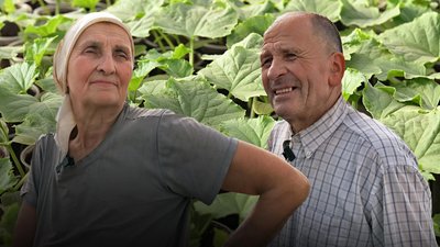 Огірки в парниках, вирощування огірків Волинь, огірки на розсаду, огірки в теплиці