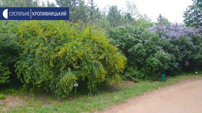 Дендропарк ”Веселі Боковеньки” на Кіровоградщині: весна попри карантин Дендропарк ”Веселі Боковеньки” на Кіровоградщині: весна попри карантин