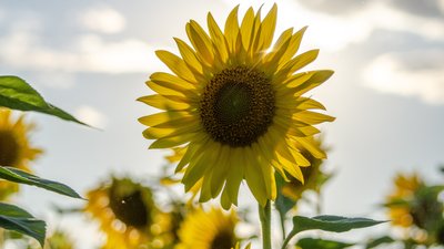 Синоптики прогнозують до +31°С на Миколаївщині 
