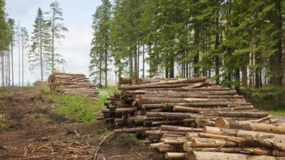 Збитків на понад мільйон гривень: на Волині помічника лісничого підозрюють у службовій недбалості