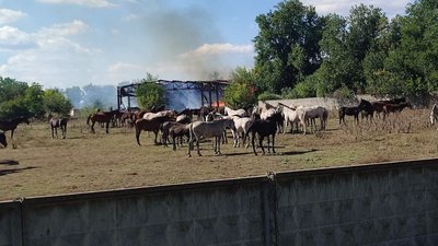 коні, лозівський кінний завод
