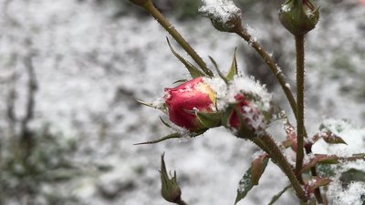 Бутон троянди під снігом