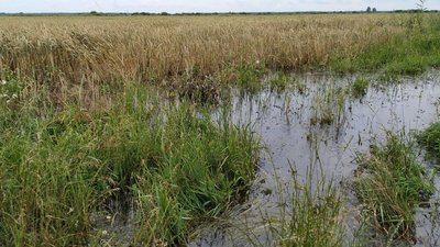 Літній паводок на Волині: селяни рятують врожай, чиновники шукають гроші Літній паводок на Волині: селяни рятують врожай, чиновники шукають гроші