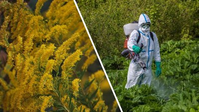 У Миколаєві планують витратити 2,6 млн гривень на боротьбу з амброзією
