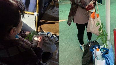 Сплутала з помідором: в Ужгороді жінка в маршрутці везла кущ конопель Сплутала з помідором: в Ужгороді жінка в маршрутці везла кущ конопель