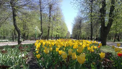 Три мільйони тюльпанів почали квітнути в кропивницькому дендропарку Три мільйони тюльпанів почали квітнути в кропивницькому дендропарку