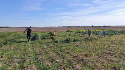 Осінньо-польові роботи на Волині: фермери сіють озимі культури, одноосібники збирають врожай Осінньо-польові роботи на Волині: фермери сіють озимі культури, одноосібники збирають врожай