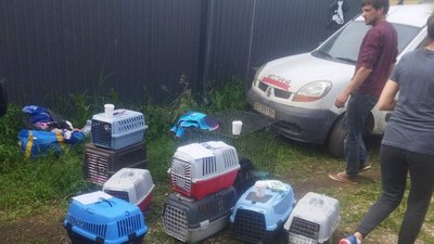 З Херсона у Франківськ евакуювали тварин волонтери "Дому Сірка"