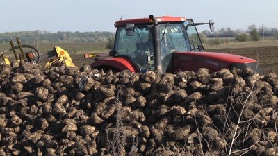 Площі під цукровими буряками на Хмельниччині цього року на 3 гектари менші, ніж торік Площі під цукровими буряками на Хмельниччині цього року на 3 гектари менші, ніж торік