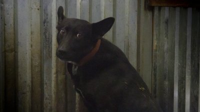 Викинули собаку, бо набридла. Історії безпритульних чернівецьких тварин, які чекають на господаря Викинули собаку, бо набридла. Історії безпритульних чернівецьких тварин, які чекають на господаря