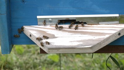В Івано-Франківській громаді фермери можуть отримати одноразову грошову допомогу В Івано-Франківській громаді фермери можуть отримати одноразову грошову допомогу