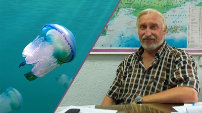 Запорізький біолог розповів, хто такі медузи-корнероти та чому в морі збільшилася їхня кількість