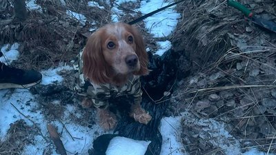 Службовий собака Ізі