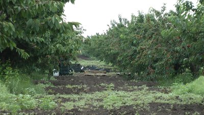 Майже 35 тонн черешні залишаються незібраними на Мелітопольщині Майже 35 тонн черешні залишаються незібраними на Мелітопольщині