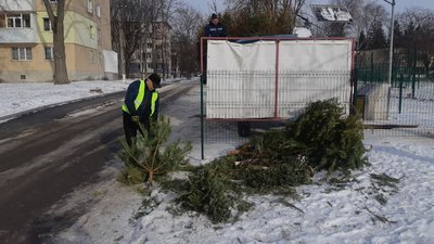 Ялинки Колодій Ялинки Колодій