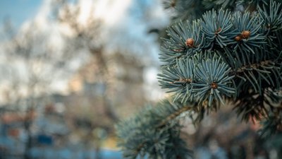 Як обрати легальну ялинку. Поради експерта