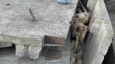 Під Житомиром врятували тварину, яка місяць пролежала затиснутою між бетонними плитами Під Житомиром врятували тварину, яка місяць пролежала затиснутою між бетонними плитами
