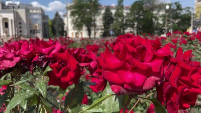 Відсутність опадів та пожежна небезпека. Що відомо про погоду на Херсонщині 19 серпня