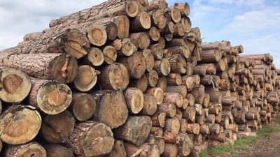 Під час обшуків на Волині правоохоронці вилучили понад 700 м. куб. деревини без документів