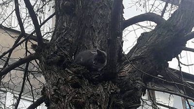 На Дніпропетровщині рятувальники зняли хвостатого з 7-метрового дерева