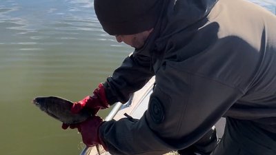 Екологи знайшли в Дніпрі заборонені сітки
