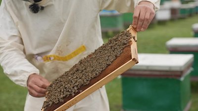 Як запобігти отруєнню бджіл: поради пасічника та фахівчині з Кіровоградщини