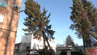 Ялинку для Рівного вперше зрізали у самому місті Ялинку для Рівного вперше зрізали у самому місті
