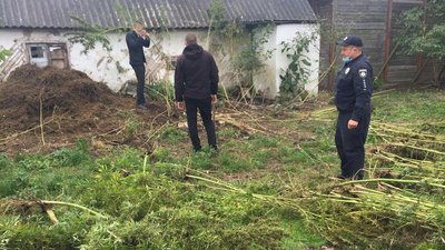 На Житомирщині селянина підозрюють у вирощуванні і зберіганні нарковмісних рослин