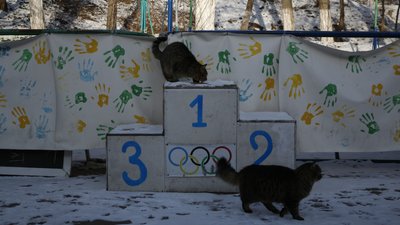 В Одесі містяни допомагають безпритульним тваринам під час холодів