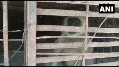В індійському селі загинули десятки цуценят. Звинуватили двох мавп, які нібито помстилися за дитинча
