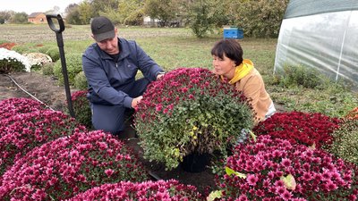 Догляд за хризантемами на городі
