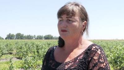 Директорка "Добробут Захід" Уляна Гайдейчук розповідає про перший урожай лохини у селі Мала Кам'янка на Франківщині Директорка "Добробут Захід" Уляна Гайдейчук розповідає про перший урожай лохини у селі Мала Кам'янка на Франківщині