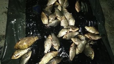 У чоловіка вилучили 165 карасів сріблястих, 2 плітки та одного окуня. У чоловіка вилучили 165 карасів сріблястих, 2 плітки та одного окуня.