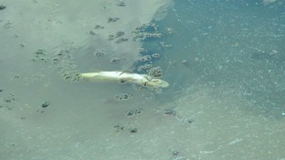 Хімічні відходи чи цвітіння води: на Дніпропетровщині погіршився стан річки Кільчень Хімічні відходи чи цвітіння води: на Дніпропетровщині погіршився стан річки Кільчень
