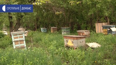 На Донеччині через хімікати гинуть бджоли На Донеччині через хімікати гинуть бджоли