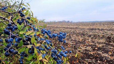 Поле та кущ з синіми ягодами поряд у Донецькій області