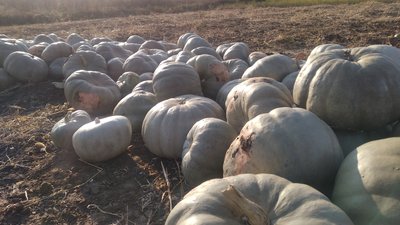 Виграли конкурс, купили обладнання, налагодили збут. У селі на Дніпропетровщині роблять цукати з гарбузів Виграли конкурс, купили обладнання, налагодили збут. У селі на Дніпропетровщині роблять цукати з гарбузів