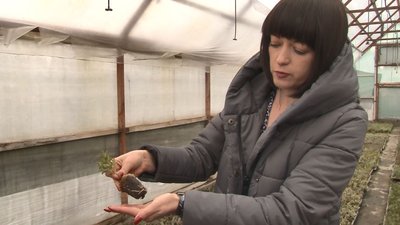 Через повномасштабну війну черкащани купують менше декоративних дерев Через повномасштабну війну черкащани купують менше декоративних дерев