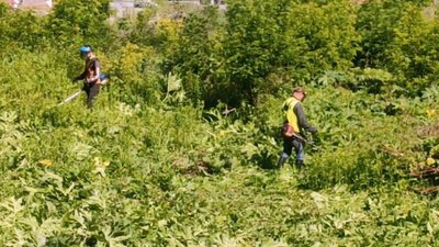 Комунальники у захисних костюмах та масках косять борщівник. Комунальники у захисних костюмах та масках косять борщівник.