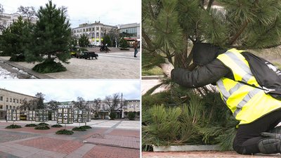 На центральній площі Кропивницького до новорічно-різдвяних свят встановили 12 сосен На центральній площі Кропивницького до новорічно-різдвяних свят встановили 12 сосен