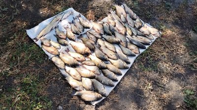 Риба, яку вилучили за незаконне рибальство у жителя Борзни Чернігівскої області