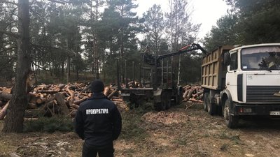Зрізали сосни: на Рівненщині виявили незаконну порубку лісу – поліція Зрізали сосни: на Рівненщині виявили незаконну порубку лісу – поліція