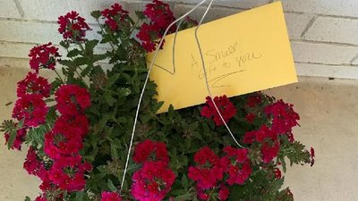 Квіточки Квіточки